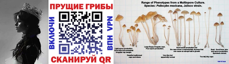 дарнет шоп  Закаменск  blacksprut   Псилоцибиновые грибы Psilocybine cubensis 